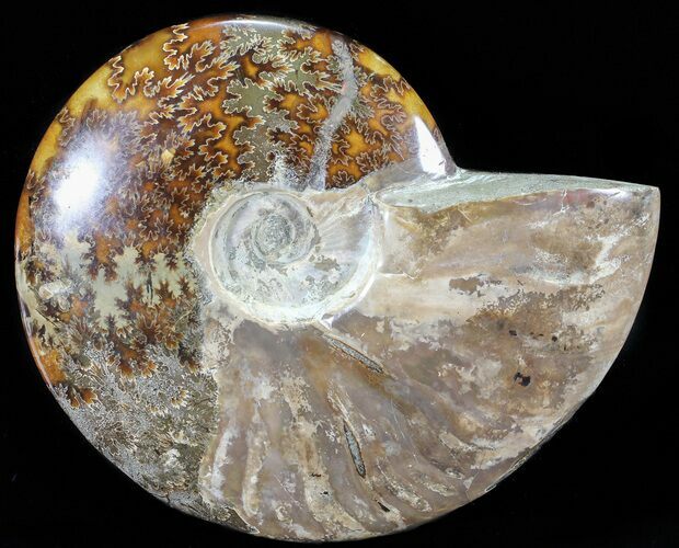 Polished, Agatized Ammonite (Cleoniceras) - Madagascar #54540